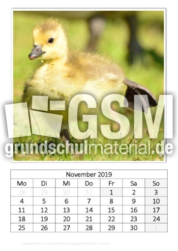 November_Kanadagänseküken.pdf